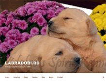 Tablet Screenshot of labradori.ro